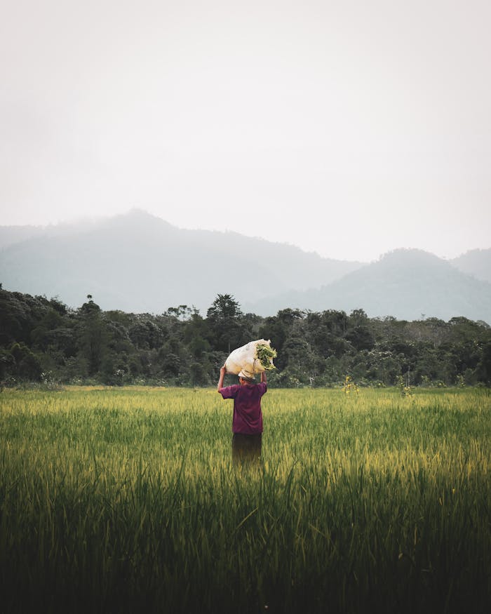 A farmer carries a bag of crops in a misty rural landscape, surrounded by lush fields and distant mountains.